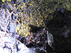 Clastoderma debaryanum