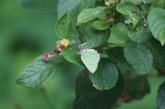 Cyanophrys herodotus