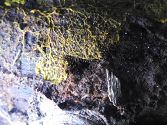 Clastoderma debaryanum