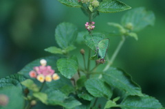 Cyanophrys herodotus
