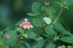 Cyanophrys herodotus