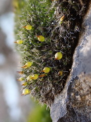 Coscinodon cribrosus