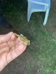 Scinax nasicus