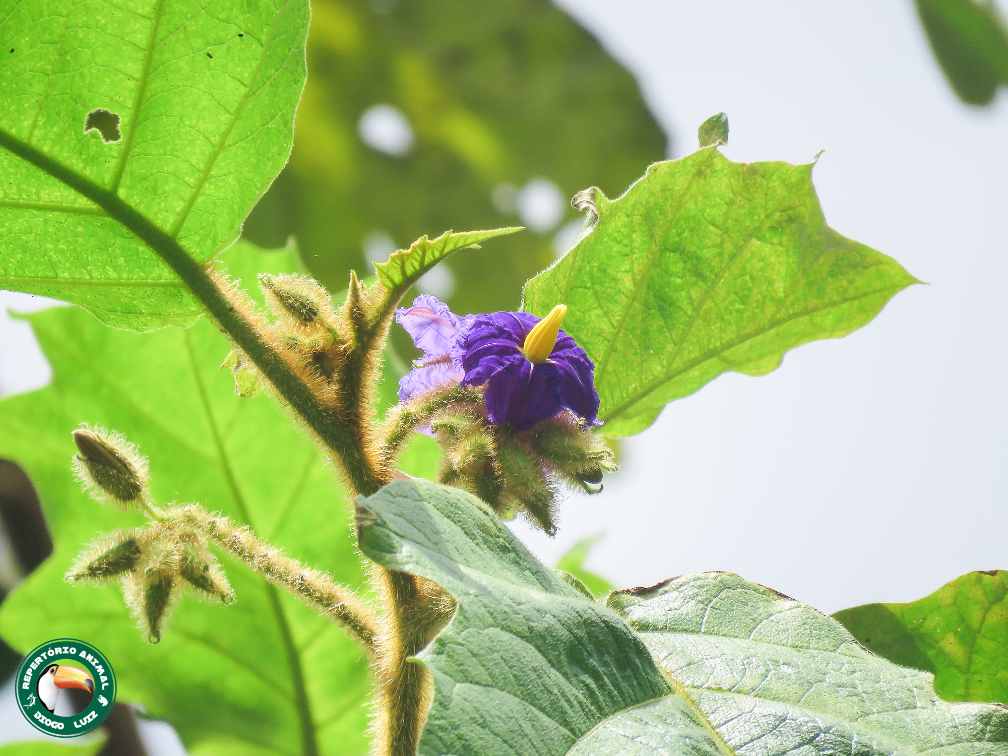 Solanum quaesitum