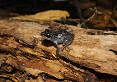 Eleutherodactylus leprus