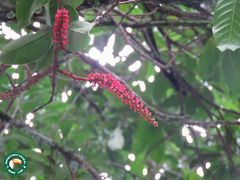 Angiospermae