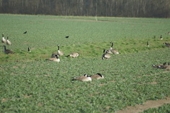 Branta canadensis