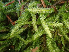 Plagiothecium curvifolium