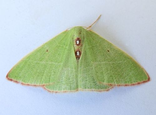 Nemoria darwiniata punctularia