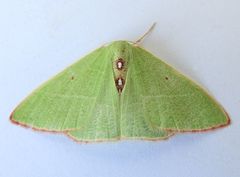 Nemoria darwiniata punctularia