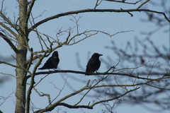 Corvus corone