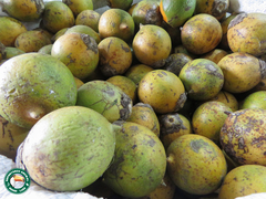 Astrocaryum aculeatum