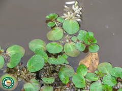 Ludwigia helminthorrhiza