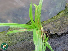 Angiospermae