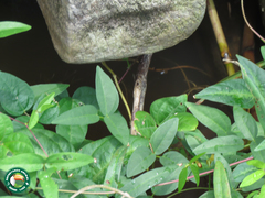 Angiospermae