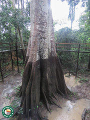 Angiospermae