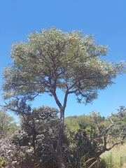 Burkea africana