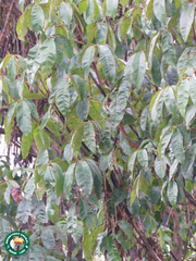 Angiospermae