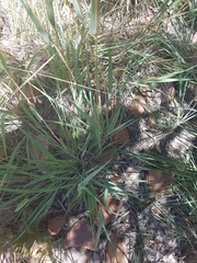 Diheteropogon amplectens