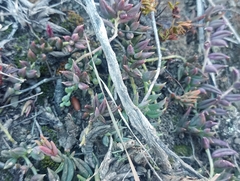 Curio radicans