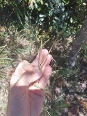Diheteropogon amplectens