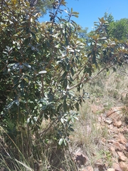 Englerophytum magalismontanum