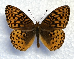 Speyeria hesperis electa