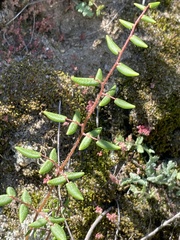 Pellaea andromedifolia pubescens