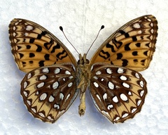 Speyeria hesperis electa