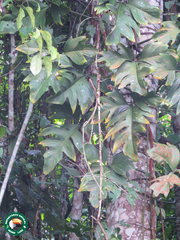 Philodendron pedatum