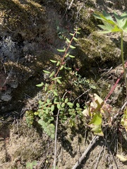 Pellaea andromedifolia pubescens
