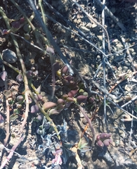 Curio radicans