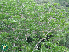 Angiospermae