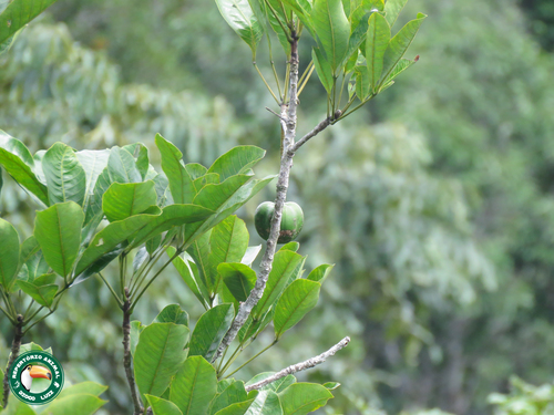 Hevea brasiliensis