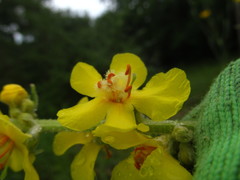 Verbascum denudatum