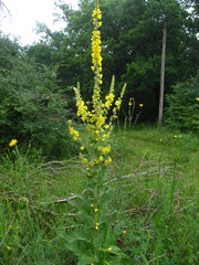 Verbascum denudatum