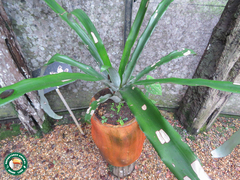 Angiospermae