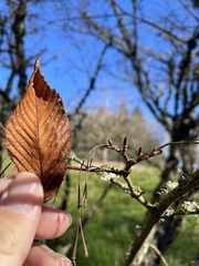 Acer carpinifolium