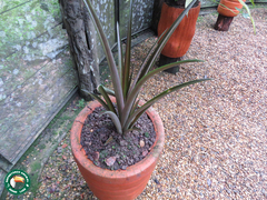 Angiospermae