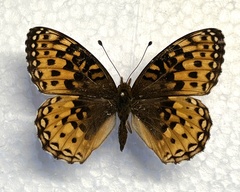 Speyeria hesperis electa