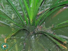 Angiospermae