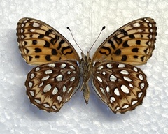 Speyeria hesperis electa