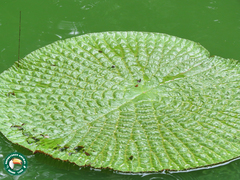 Victoria amazonica