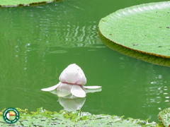 Victoria amazonica