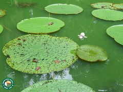 Victoria amazonica