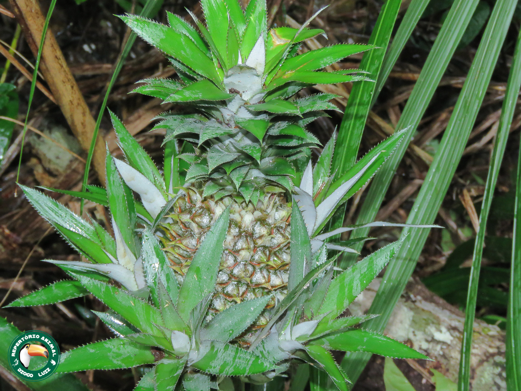 Ananas comosus