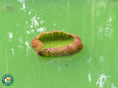 Victoria amazonica