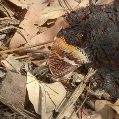 Charaxes epijasius