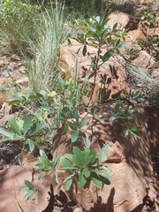 Terminalia sericea