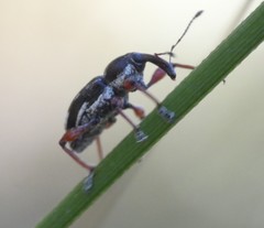 Aoplocnemis rufipes